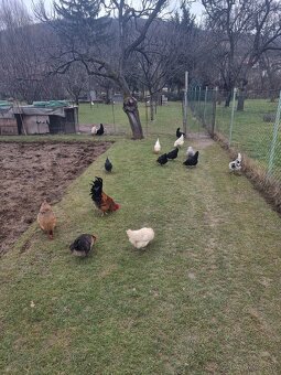 SLEPAČIE VAJCIA - 5