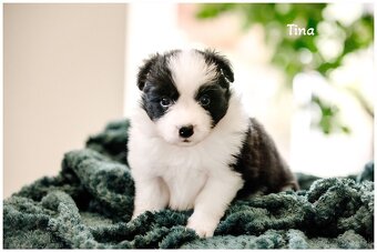 Border Collie Border Kolia s PP FCI - 5