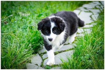 Border Collie Border Kolia s PP FCI - 5