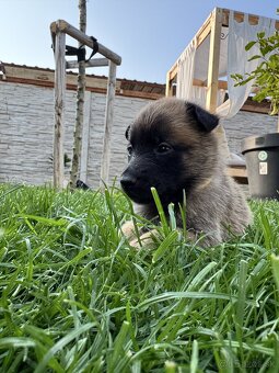 Belgický ovčiak - Malinois - 5