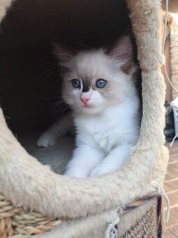 Predám mačiatka ragdoll - odber možný ihneď - 5