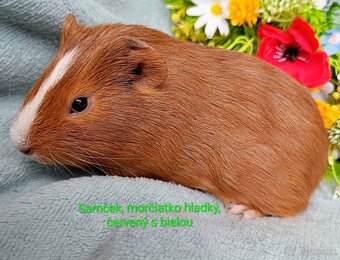 Morča/Morčiatka samčekovia - 5