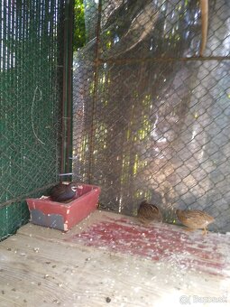 Predám prepelice činske - 5