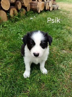 Šteniatka na predaj - 5