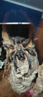 pavúk, tarantula, vtáčkar - 5