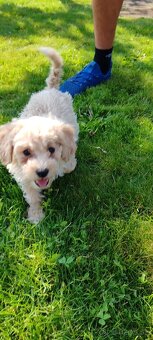 Maltipoo+maltipoo= maltipoo - 5