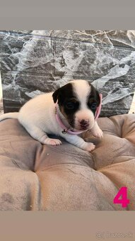 Jack Russel Terier - 5
