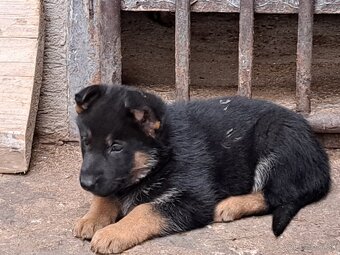 Predám šteňatá nemevký ovčiak - 5