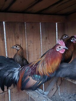 Kur bankivský - predám tohtoročný odchov- kohúty - 5