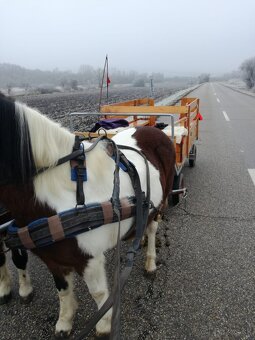 welsh  krasne kobylky - 5