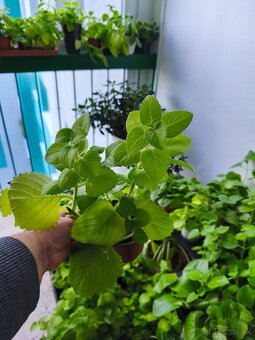 Nádchovník rímovník muchovník - 5