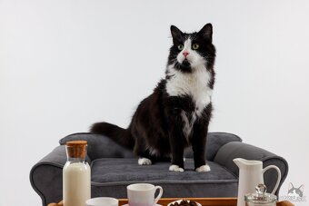 KEVIN hľadá domov - 5