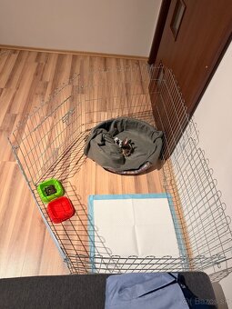 Yorkshire Biewer - 5