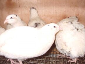 Prepelice japonské - 5