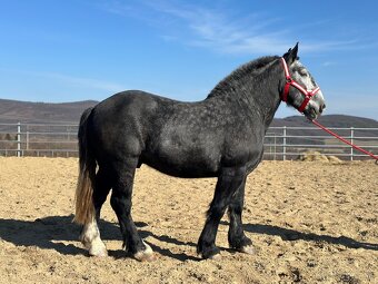 Valach na predaj - percheron - 5
