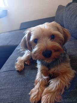 jorkšírský teriér - 5