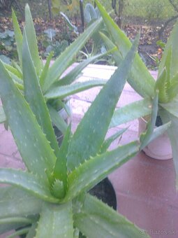 Liečivý kaktus Aloe Vera.... - 5