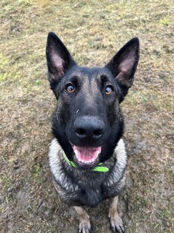 Belgicky ovciak X nemecky ovciak - 5