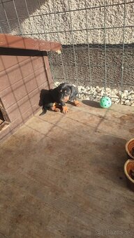 Jazvecík standart - 5