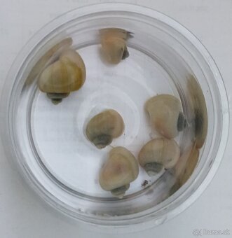 Ružove a biele Ampularie-Pomacea bridgesii - 5