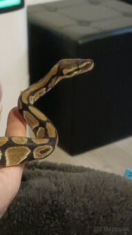 Python Regius - Pytón kráľovský - Ball Python - 5