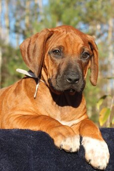 Rhodézsky ridgeback - 5