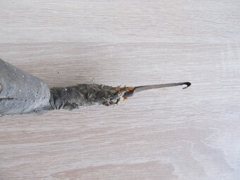 Predám starý cca 95 ročný " pahovník" - 5