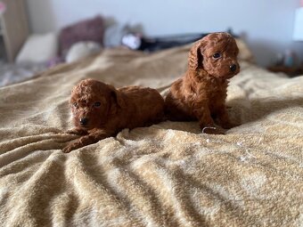 Pudel Toy - psikovia red bez pp - 5