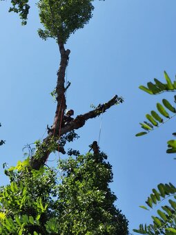 Rez a výrub stromov, arboristika - 5