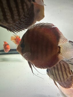Discus, diskus - 5