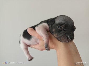 Americký bezsrsty terier - FCI - 5