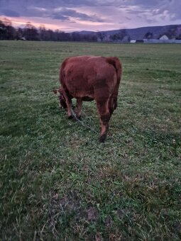 Predám jalovicku (jalovicu, teľa, býka, býčka ) za výhodnú - 5