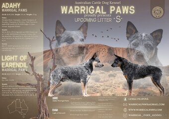 Australsky dobytkarsky pes - 5