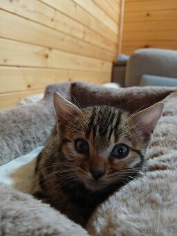 bengal bengalska macka bengalske maciatka - 5