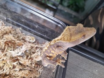 Pagekon riasnaty, ciliatus - 5