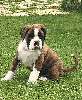 Nemecky boxer - 5