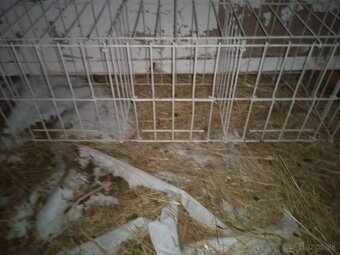 Predám budniky,sedaky,výstavné klietky krmitka pre holuby - 5