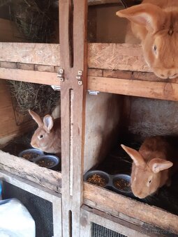 Burgundský králik-samice - 5