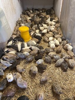 Násadové vajíčka - 5