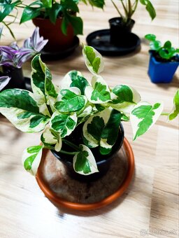 Ponúkam Zelenec, monstera minima, difenbachia - 5