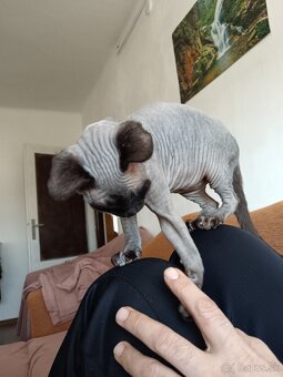 predám sphynx mačiatko - 5