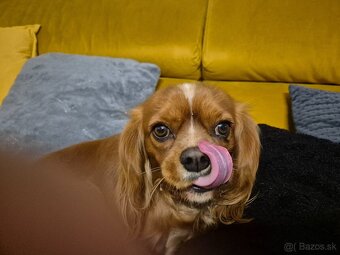 Cavalier king Charles spaniel - 5