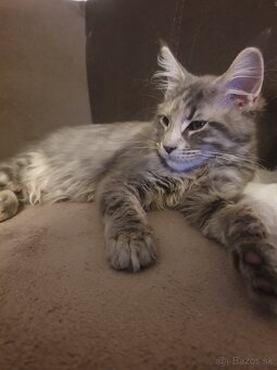 Maine coon - 5