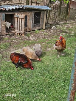 Predám nasadové vajíčka araucana - 5