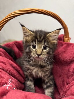 Mainská mývalia mačka / Maine Coon mačiatka - 5