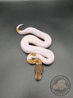 ❗️Nové ceny❗️Akvatera Košice - Ball Pythons- Python Regius - 5