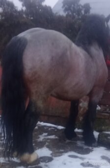 Predám-vymením ťažného žrebca - 5