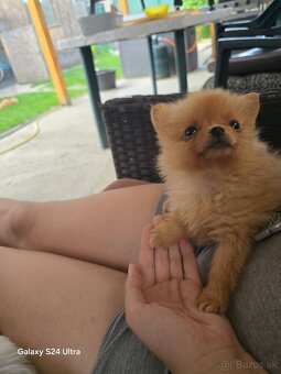 Pomeranian spic - 5