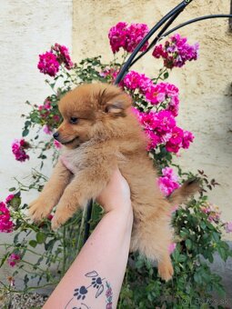 Pomeranian spic - 5