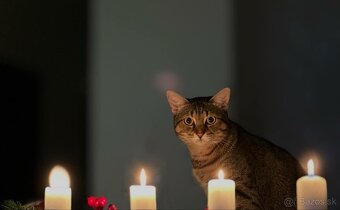 Luna Hľadá nový domov - 5